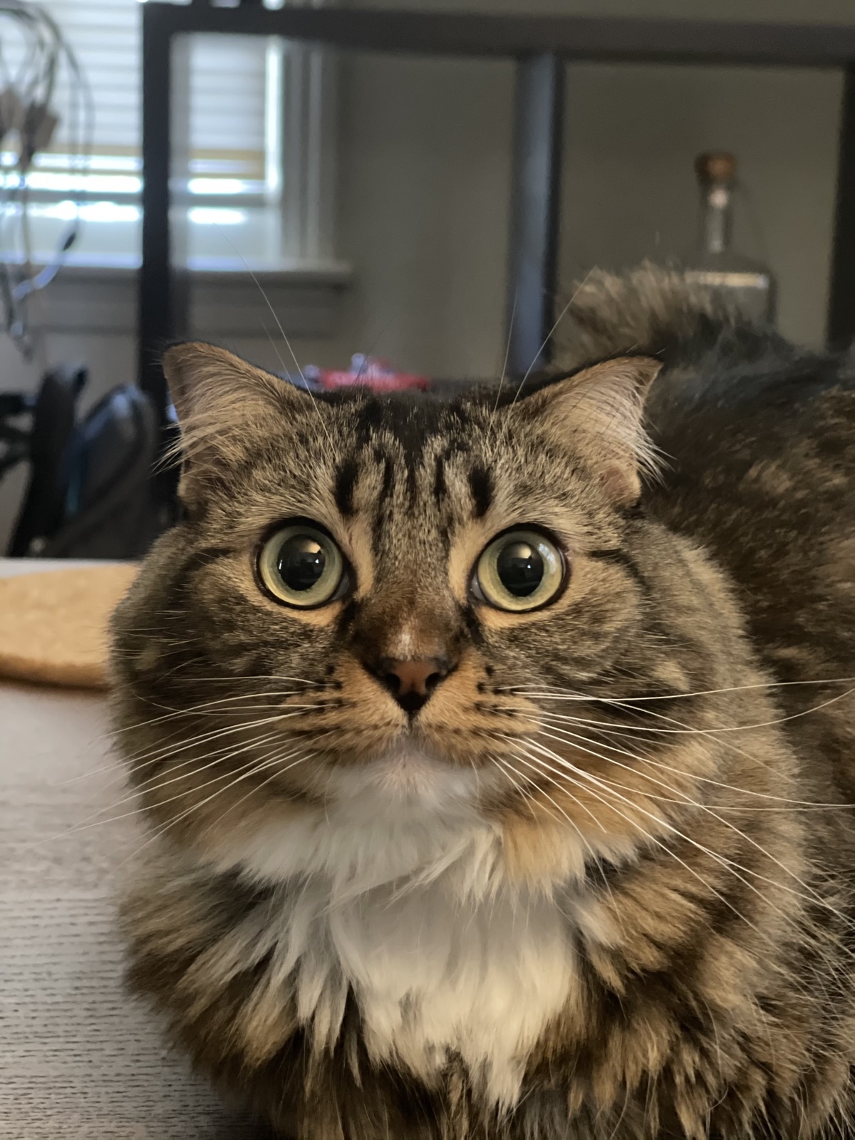 Close-up portrait of Princess, a long-haired brown tabby with big eyes and a white ruff