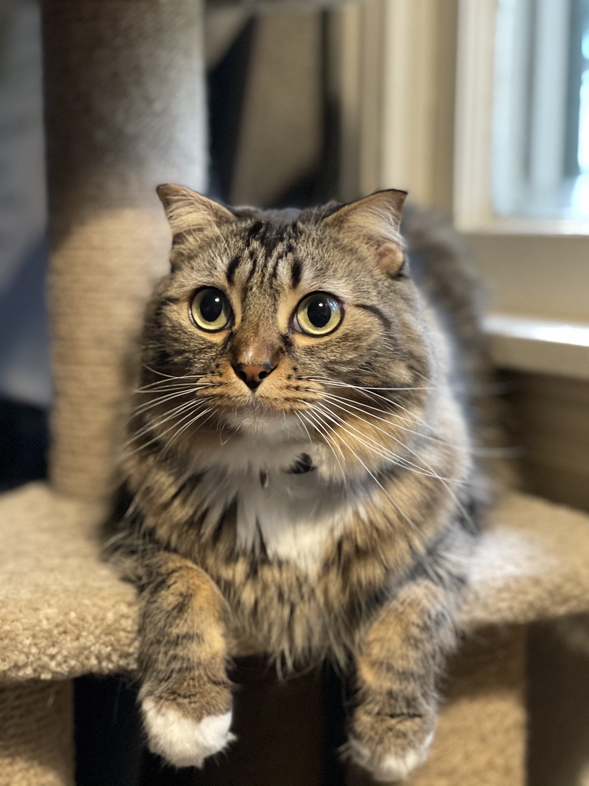 Princess perched on top of a cat tree by a window