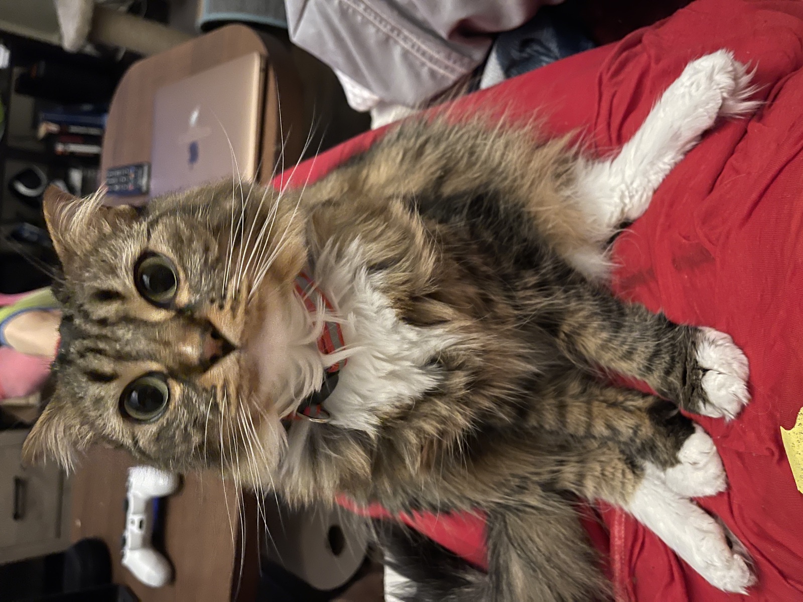 Princess sitting upright on a lap, showing her white chest and socks