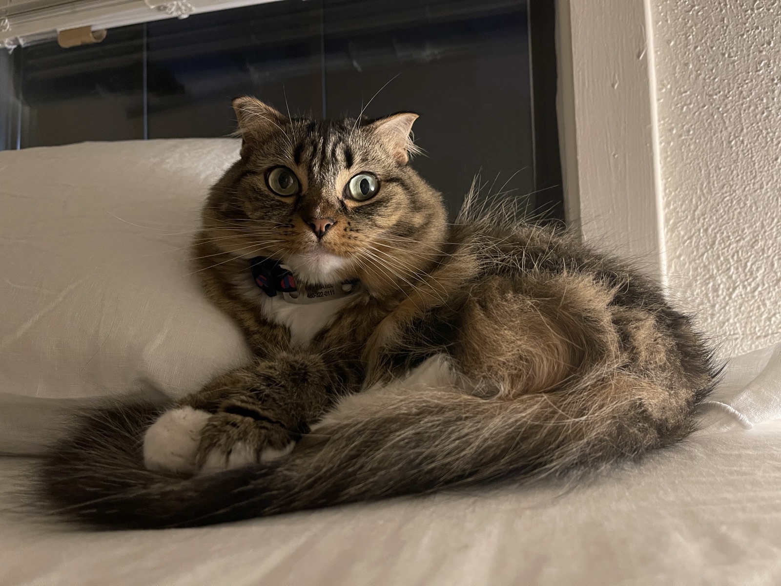 Princess curled on a white bed with her long fluffy tail wrapped around her