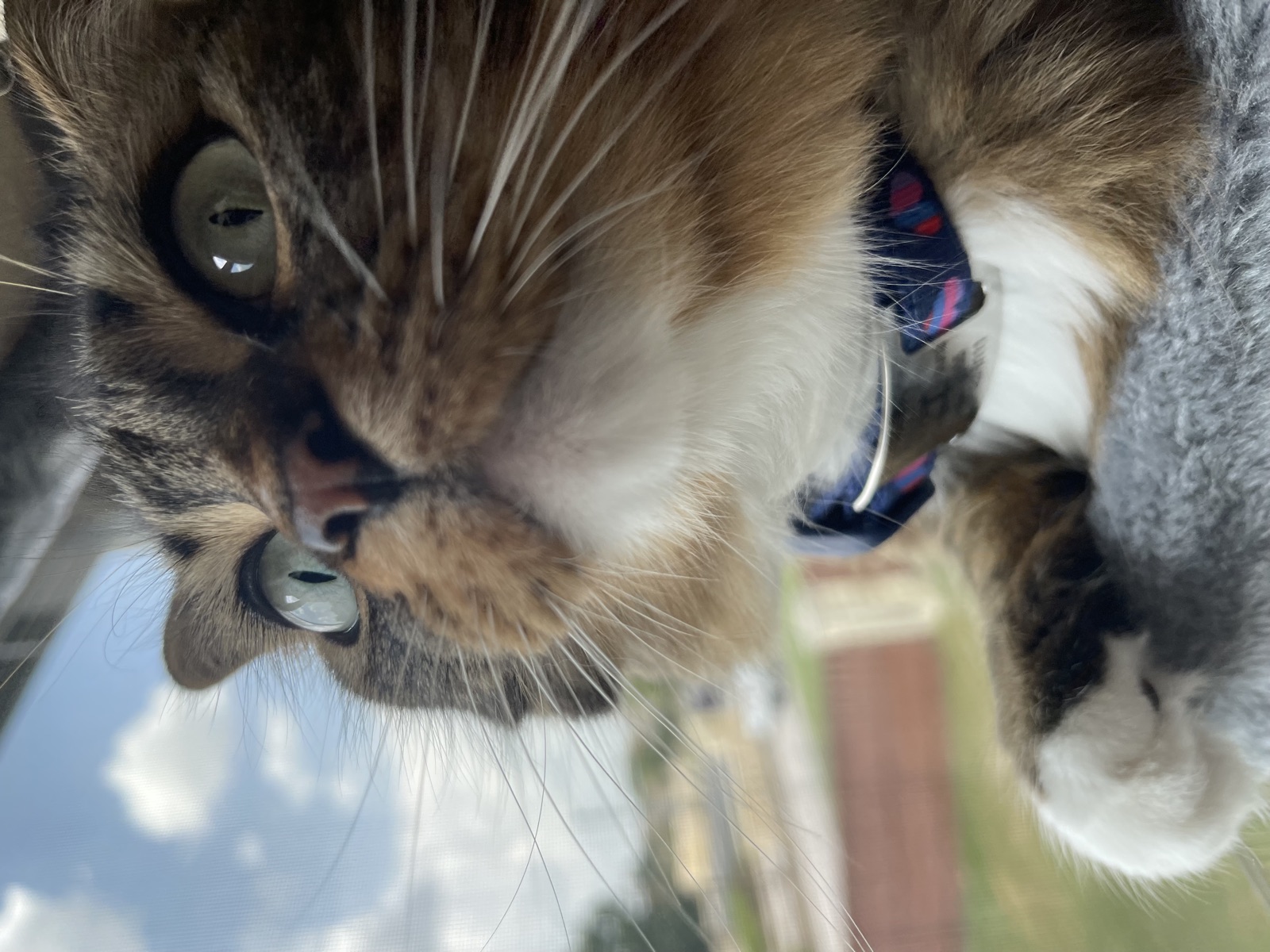 Princess gazing up out of a window against a blue sky