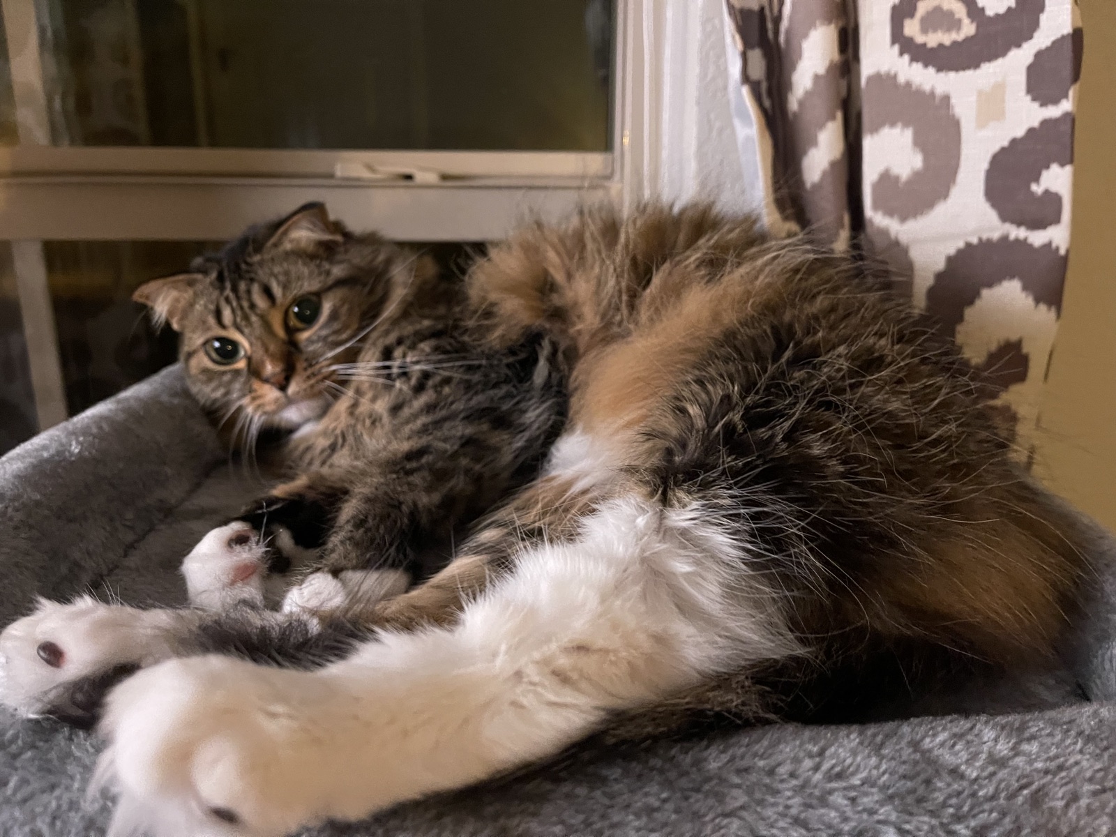 Princess lounging belly-out on a grey perch