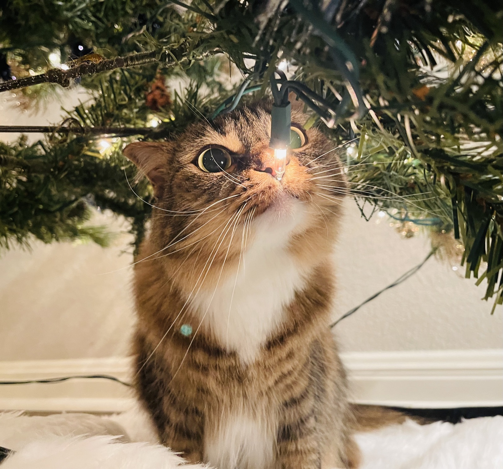 Princess sitting beneath a lit Christmas tree