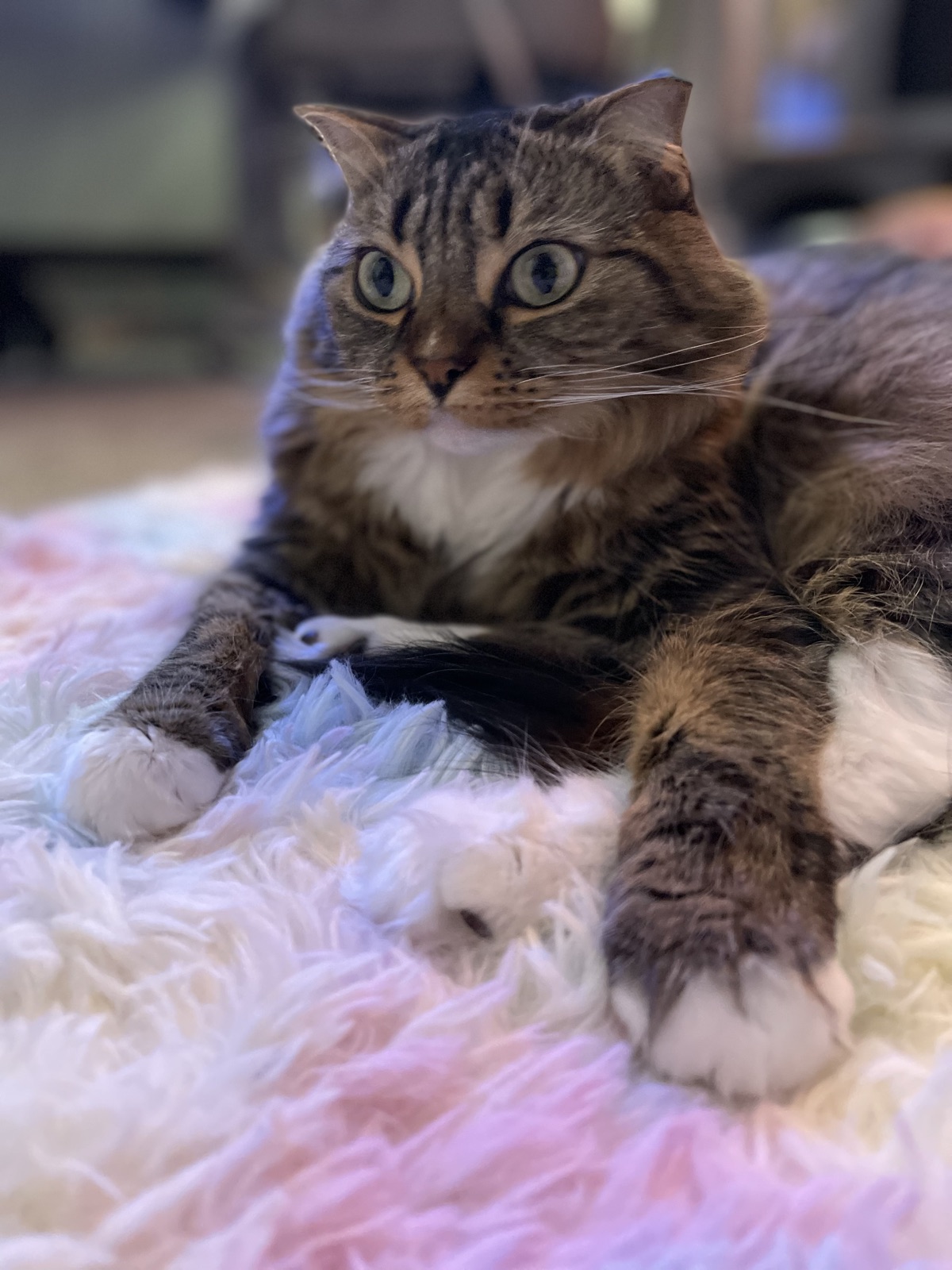 Princess reclining on a pastel rainbow fluffy rug