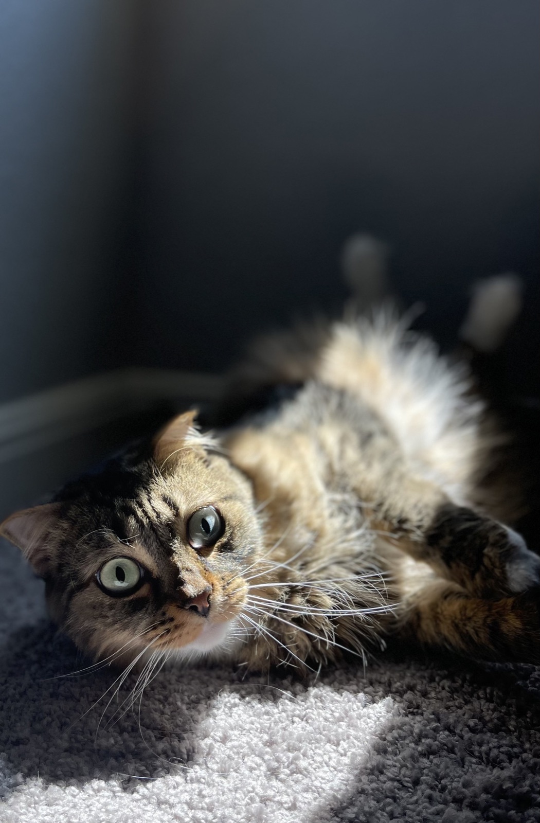 Princess stretched out in a sunbeam on the floor