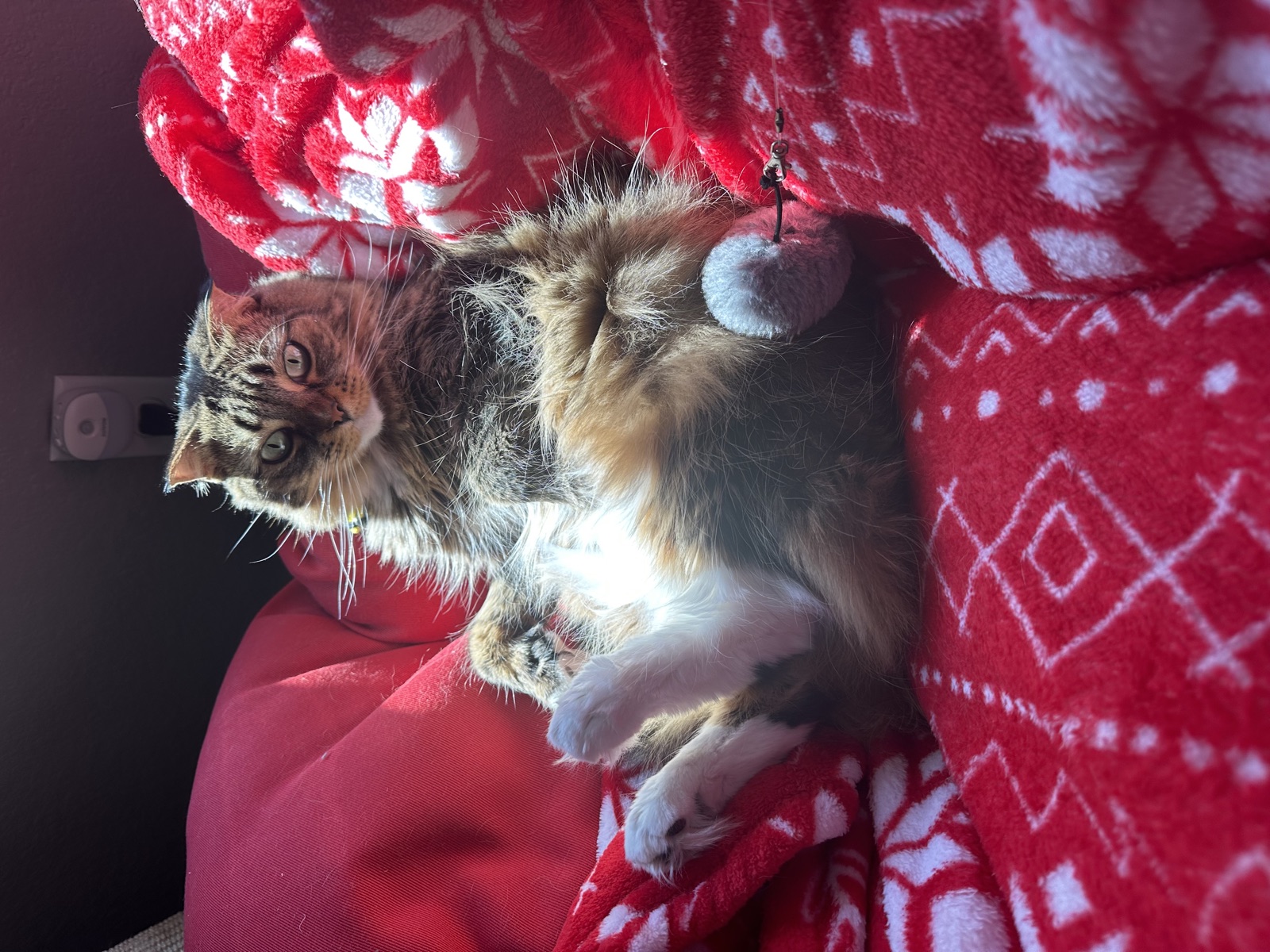 Princess belly-up on a red holiday blanket playing with a toy
