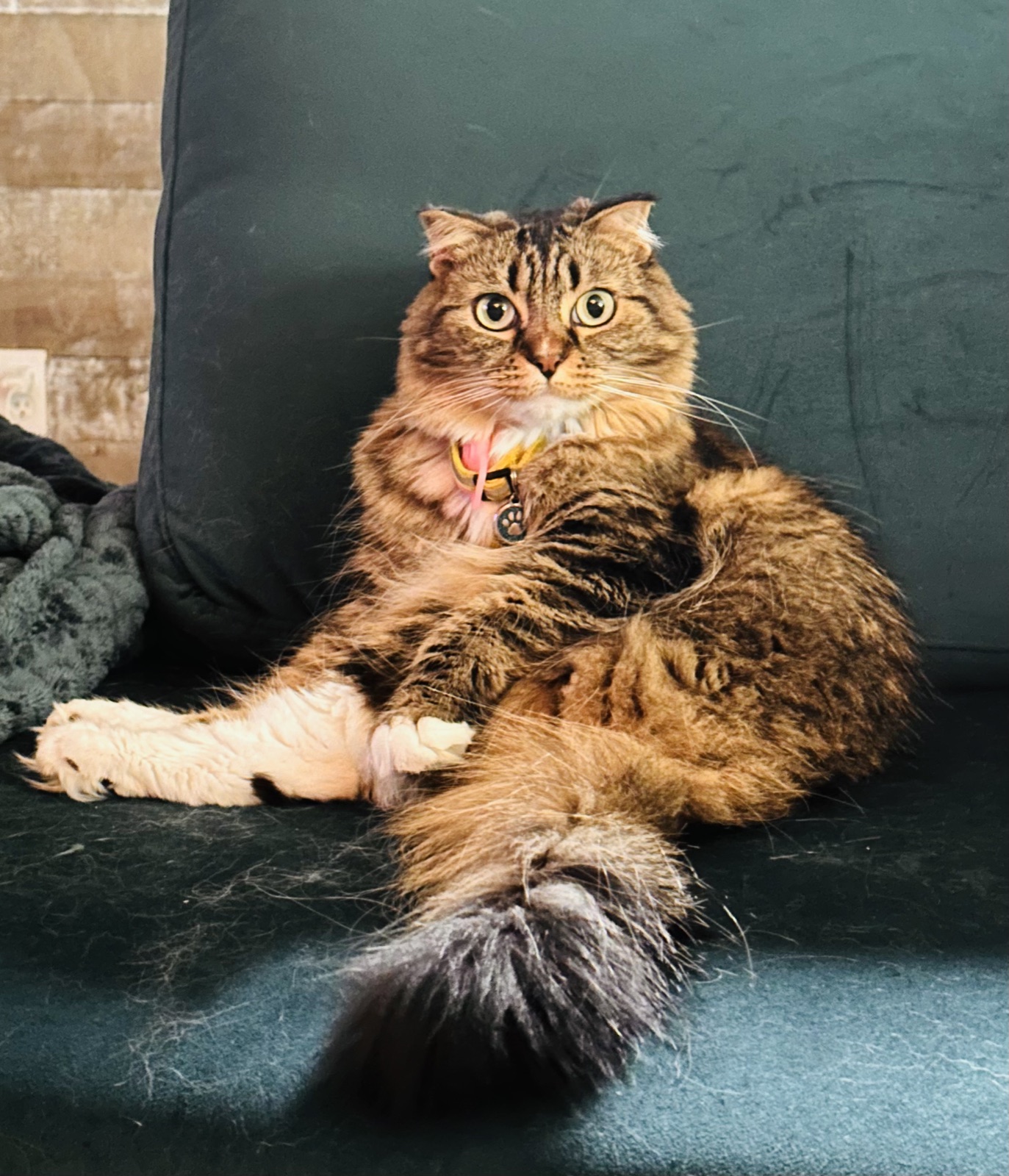 Princess, a brown tabby cat with white