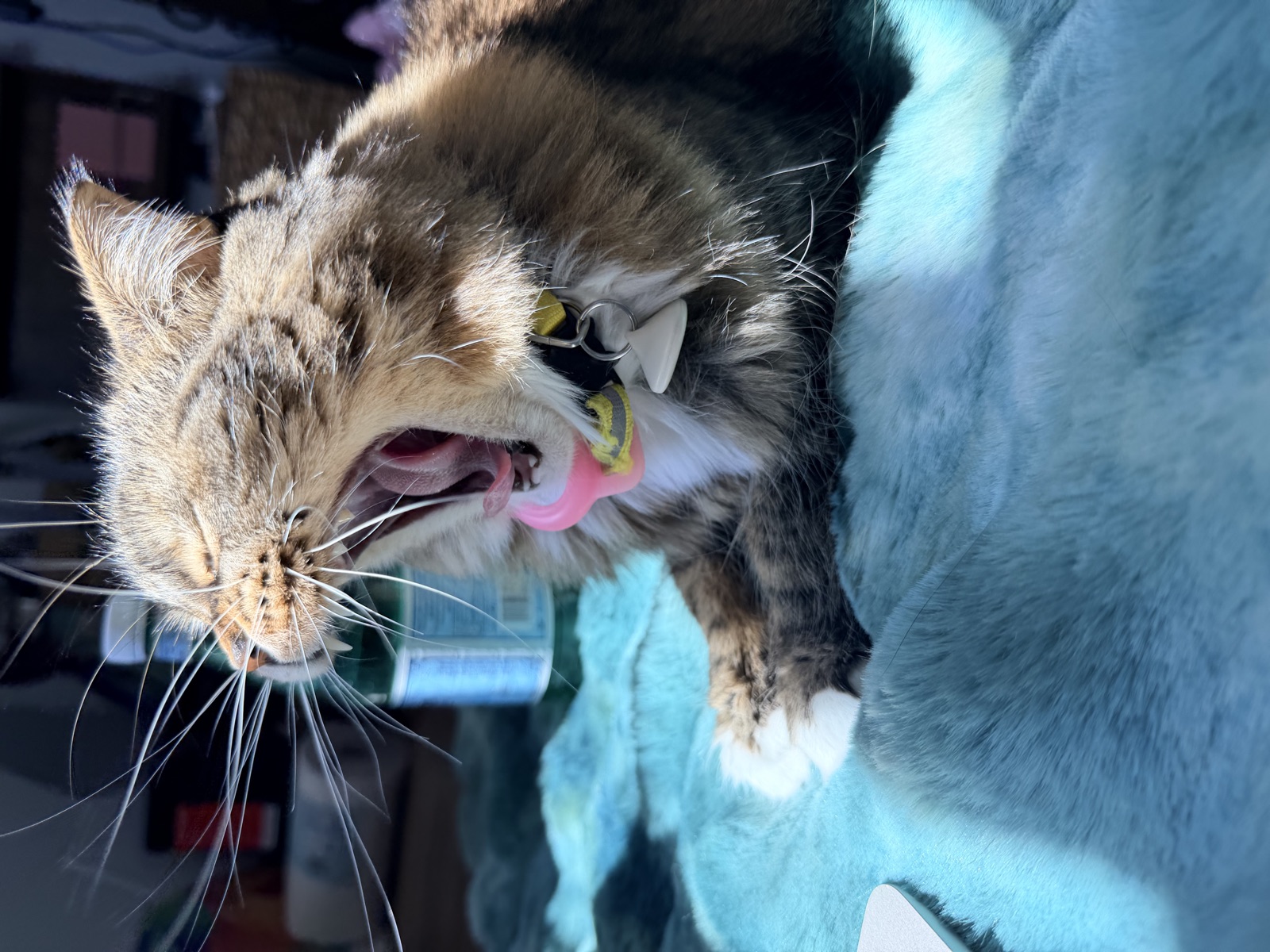 Princess mid-yawn on a teal blanket