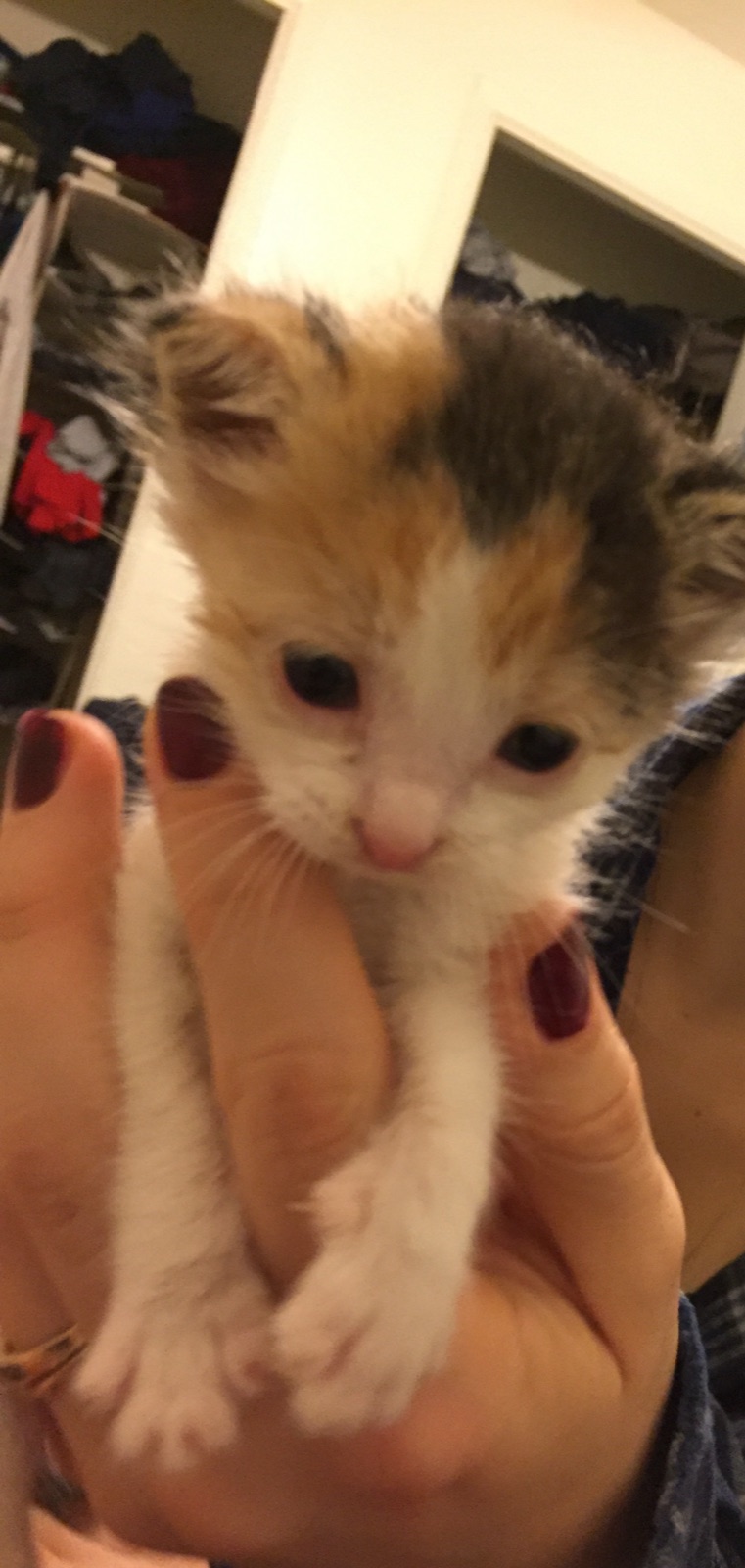 Priscilla as a tiny calico kitten held in a hand