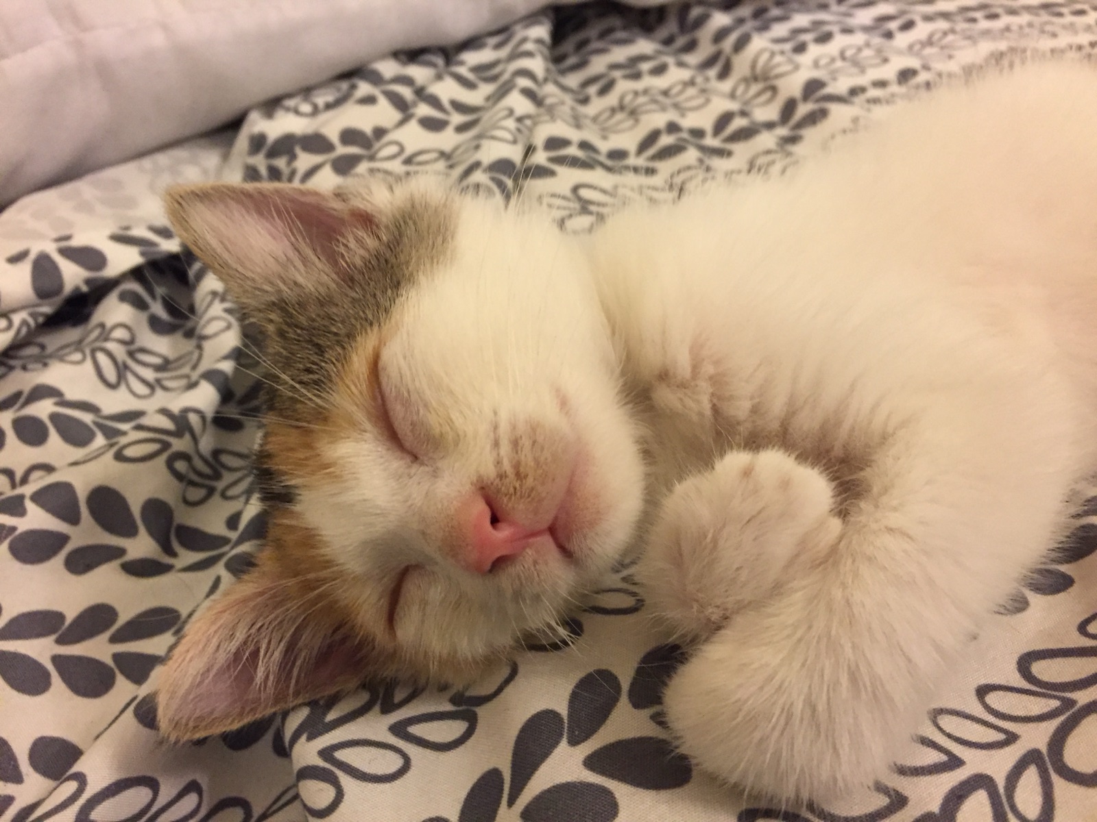 Kitten Priscilla asleep on a patterned blanket