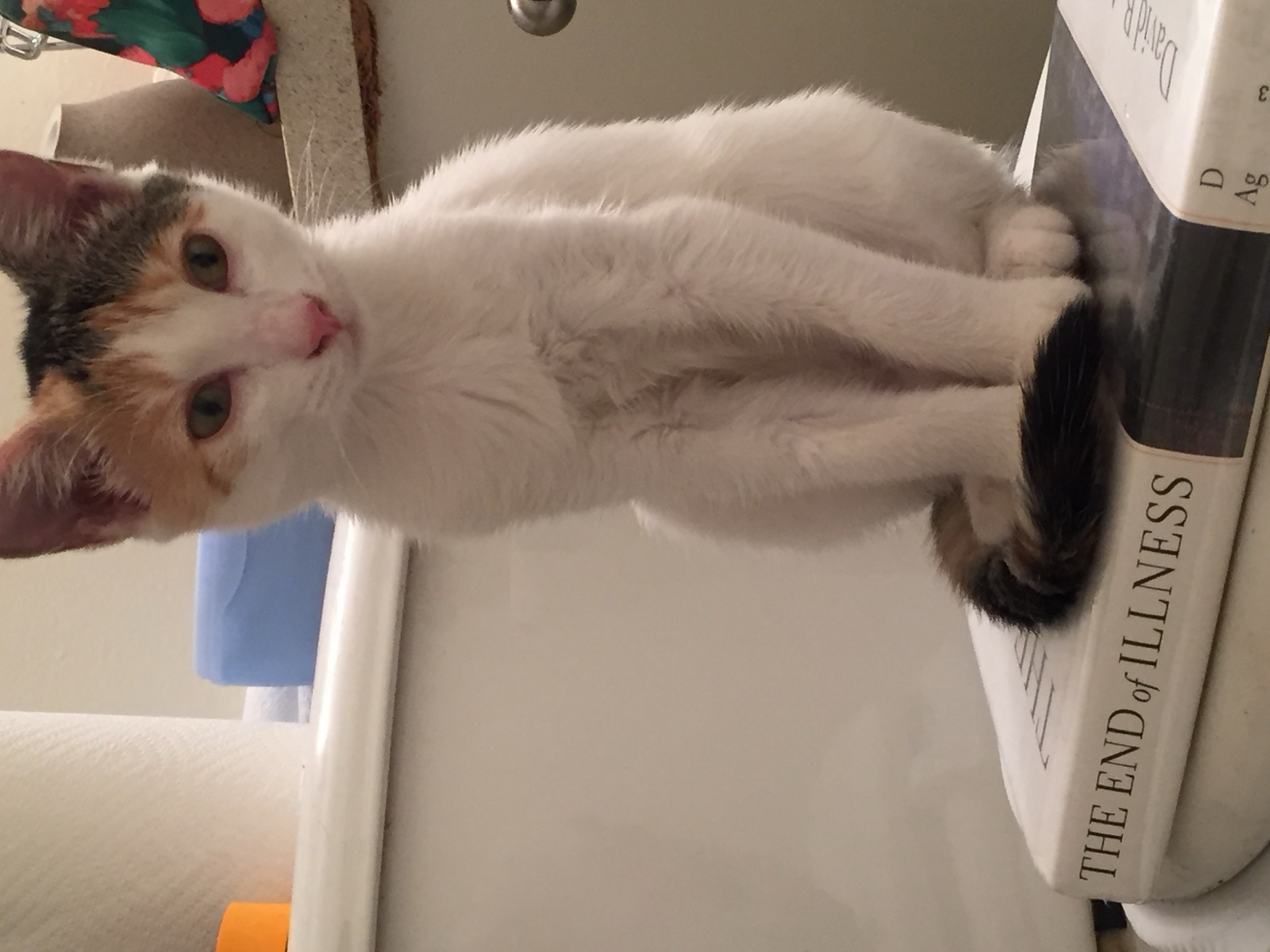 Kitten Priscilla sitting upright on a book