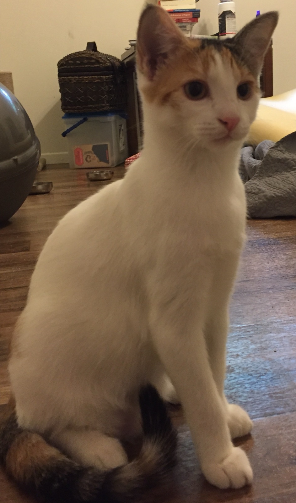 Lanky adolescent Priscilla sitting on a wood floor