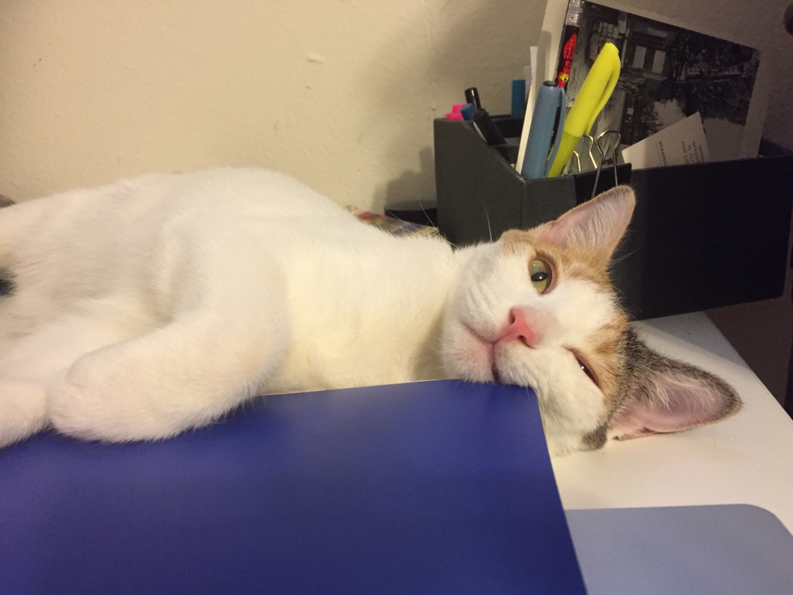 Young Priscilla lounging on a desk