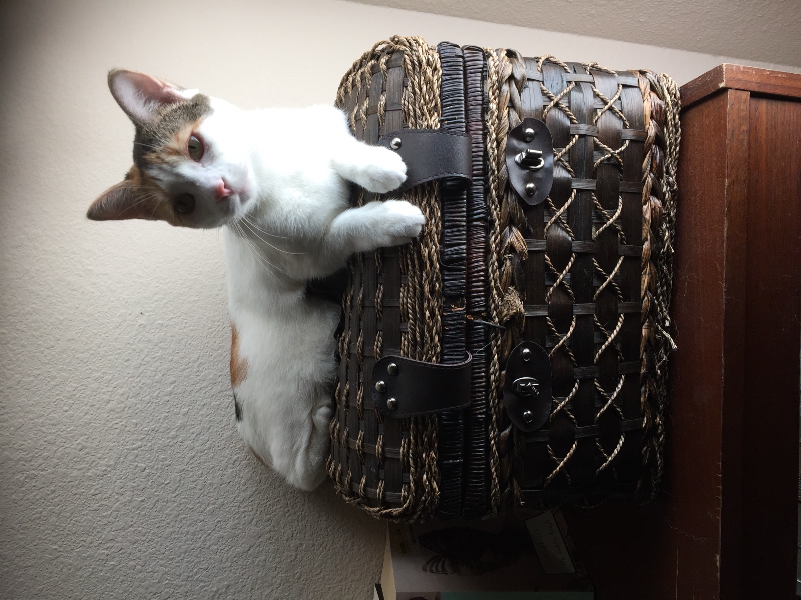 Priscilla perched on top of a wicker basket
