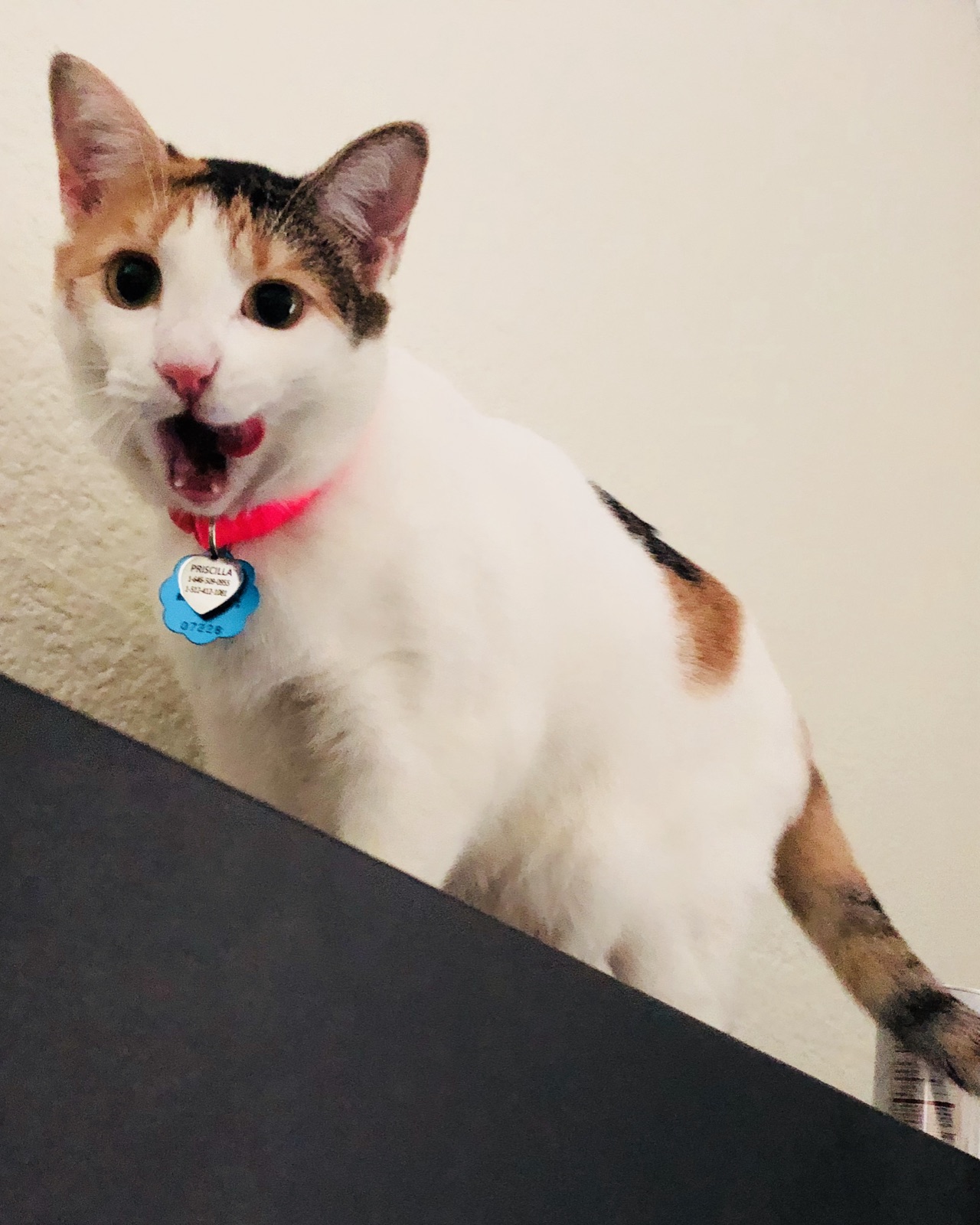 Priscilla mid-meow wearing a pink collar