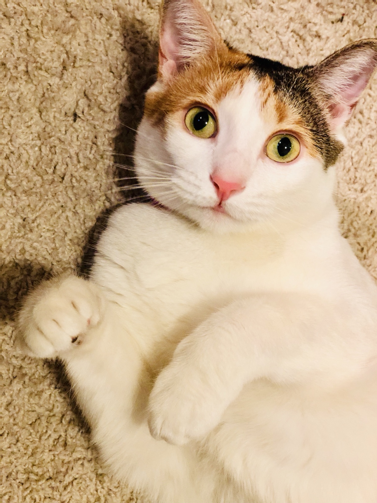 Priscilla lying belly-up on a tan carpet looking at the camera