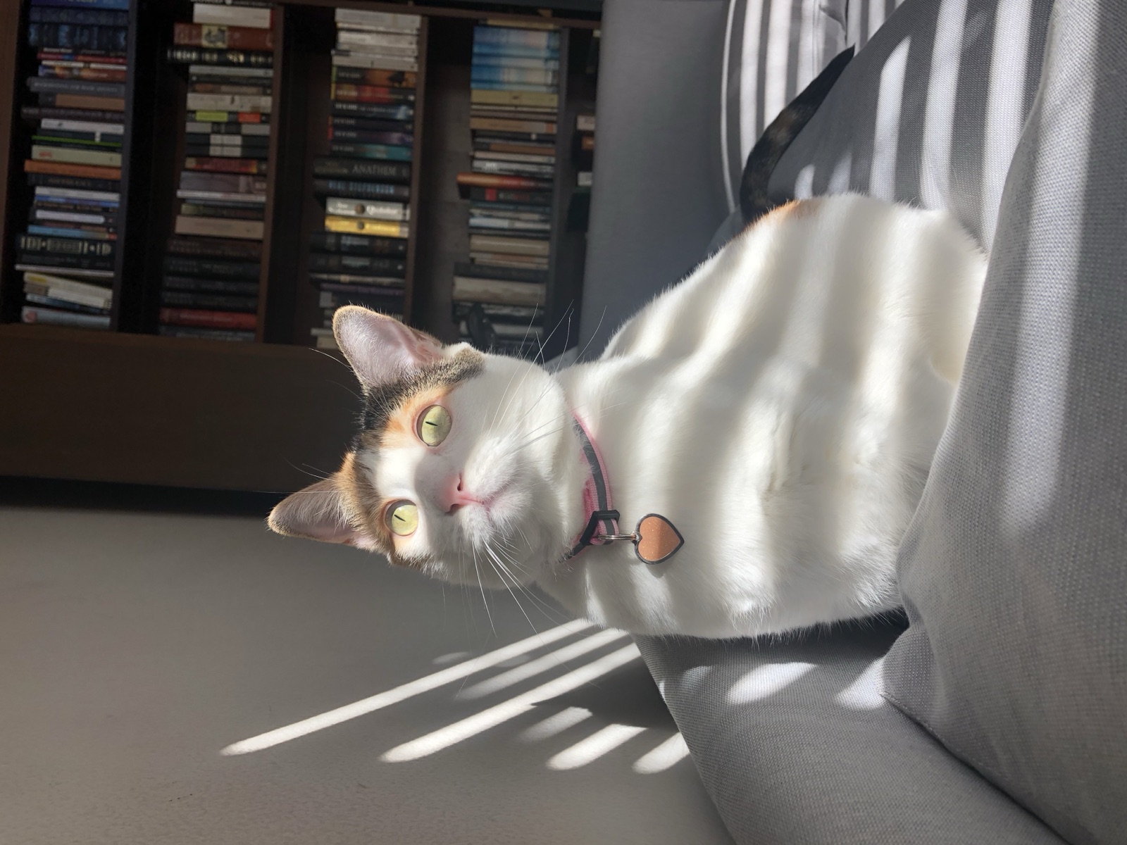 Priscilla sitting upright in a sunbeam in front of a bookshelf
