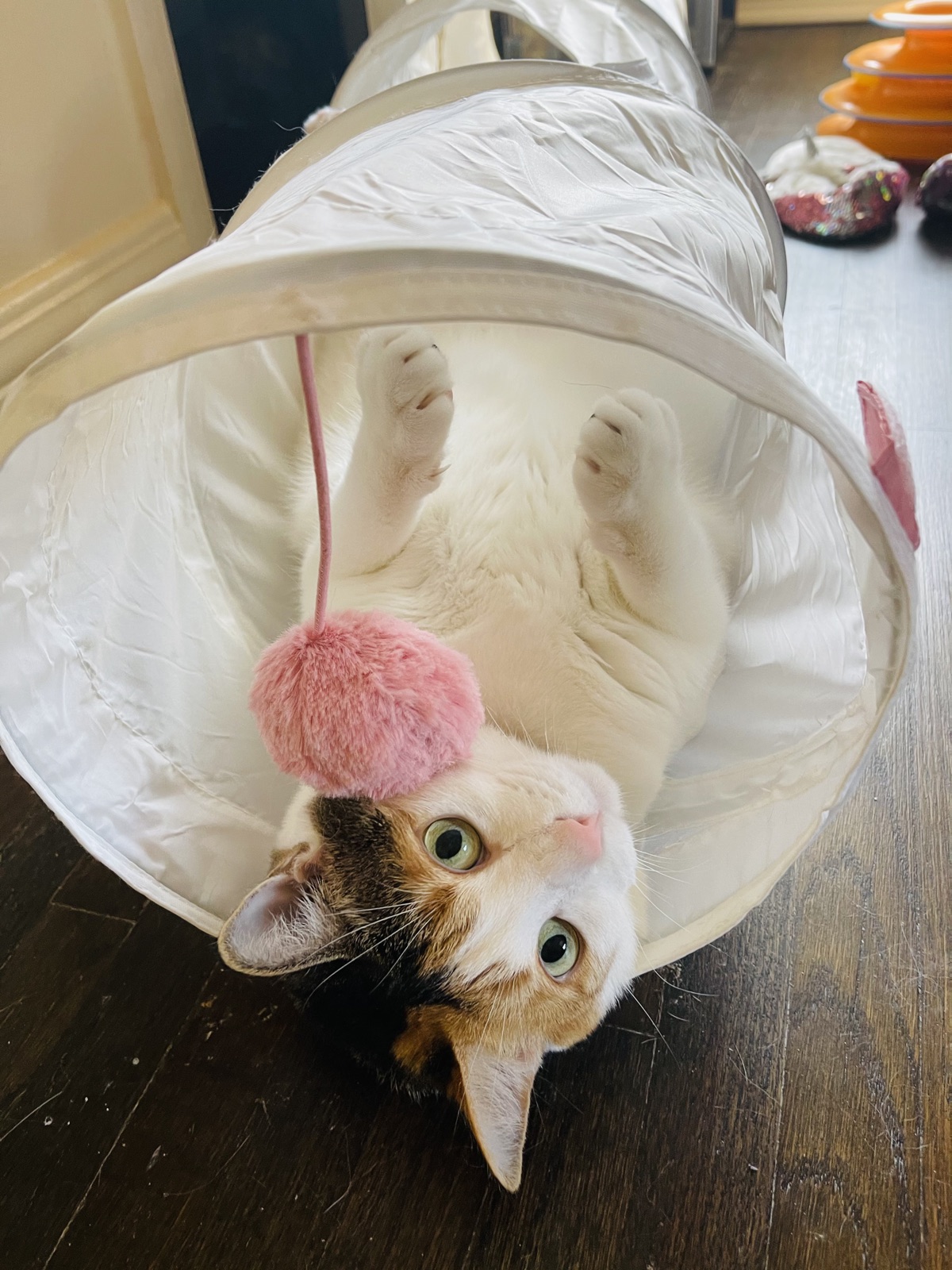 Priscilla playing upside-down inside a cat tunnel