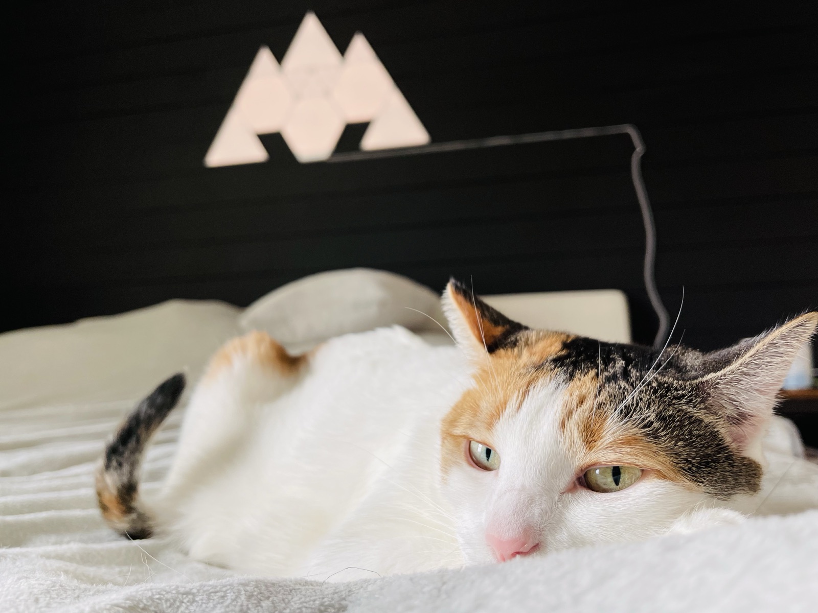 Priscilla resting on a white bed with mood lighting behind her