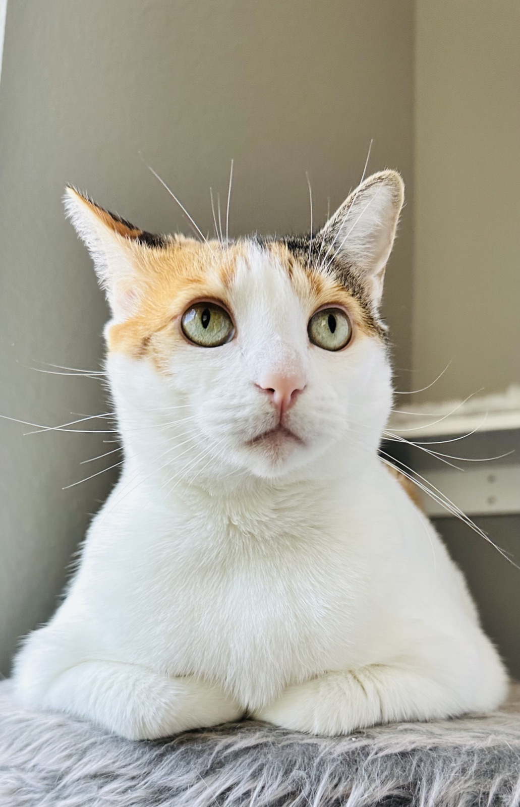 Crisp close-up portrait of adult Priscilla