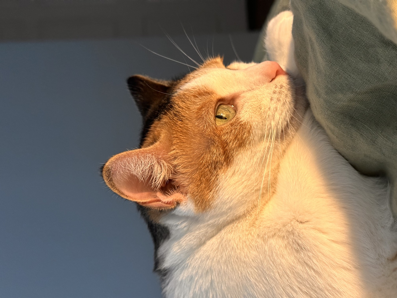 Priscilla, a calico cat