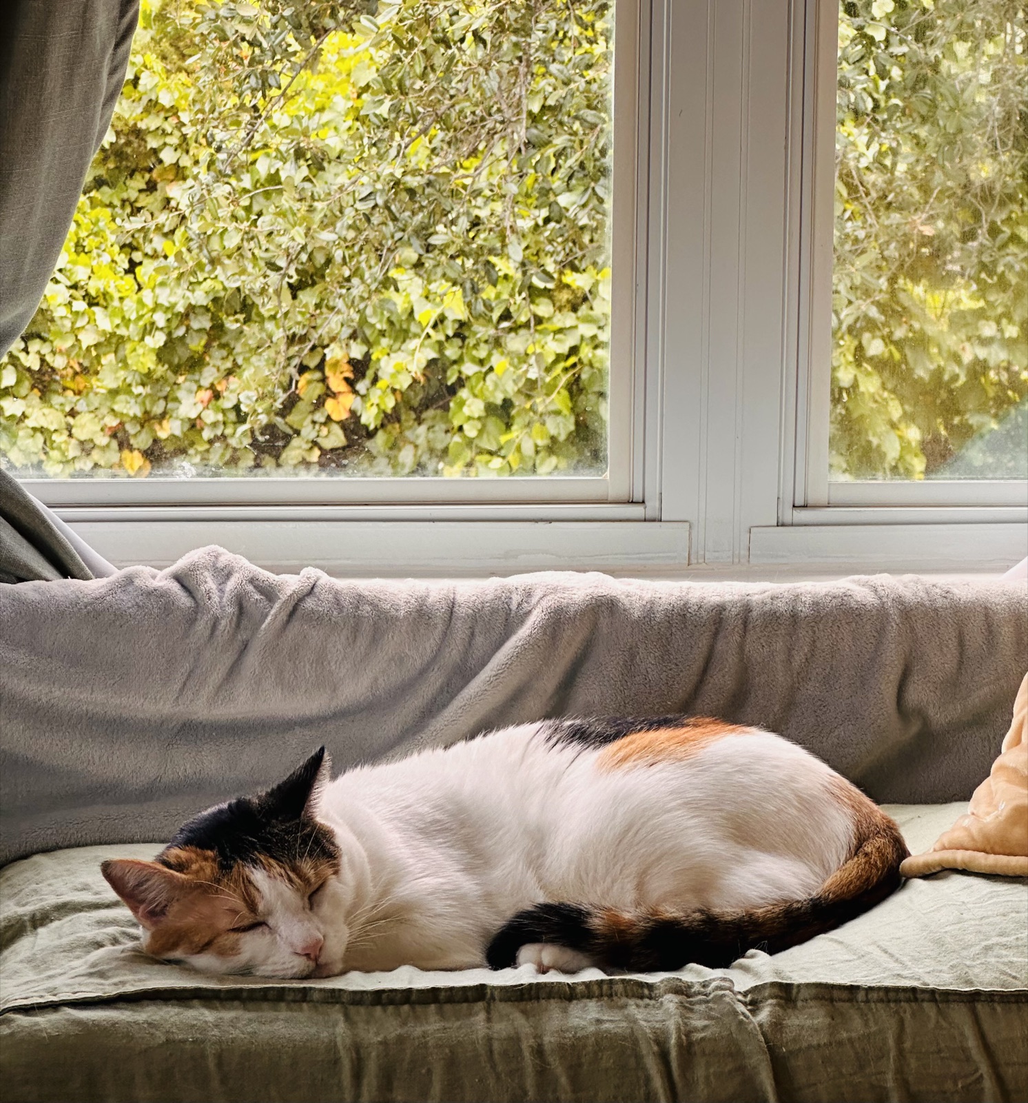 Priscilla asleep on a window bench with autumn leaves outside