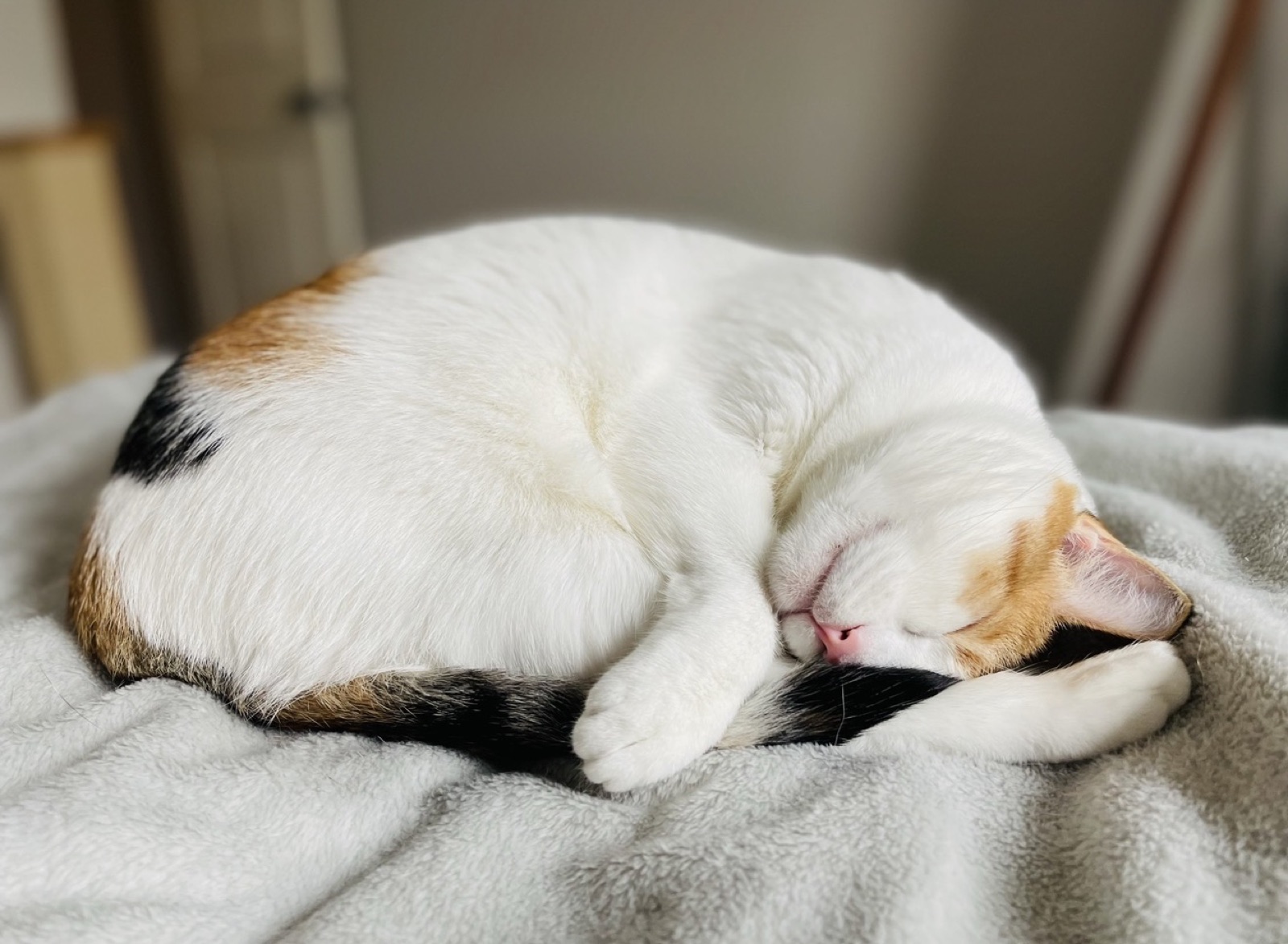 Grown-up Priscilla curled into a tidy ball, fast asleep