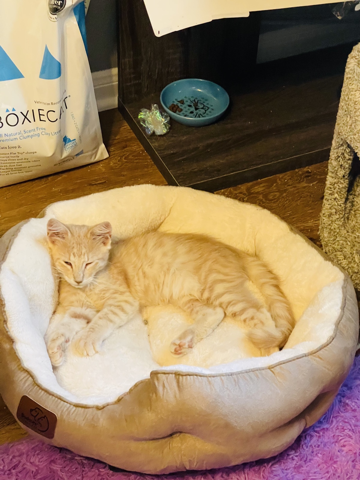 Rufus as a tiny cream kitten curled up in a cat bed