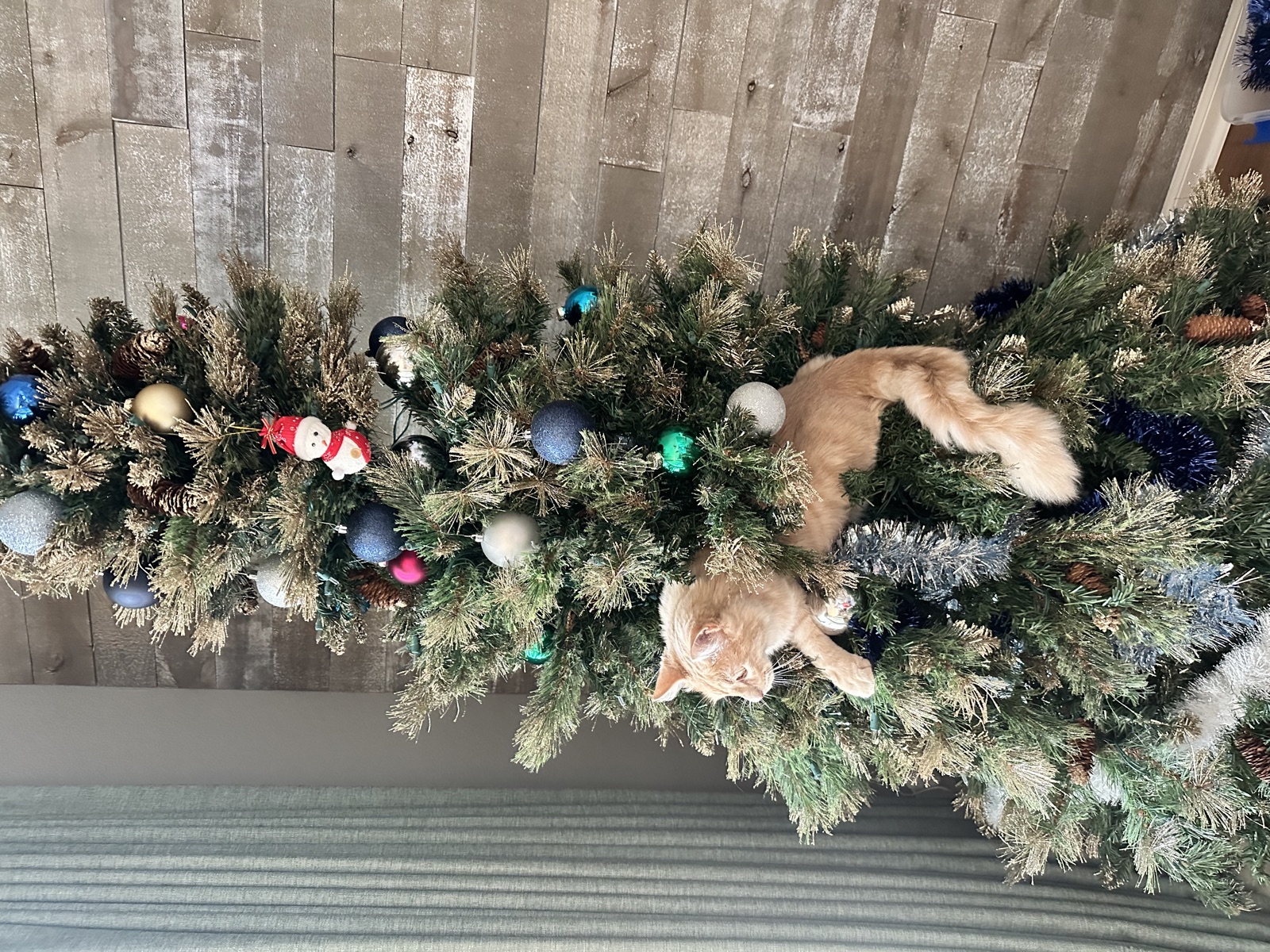 Young Rufus climbing the Christmas tree