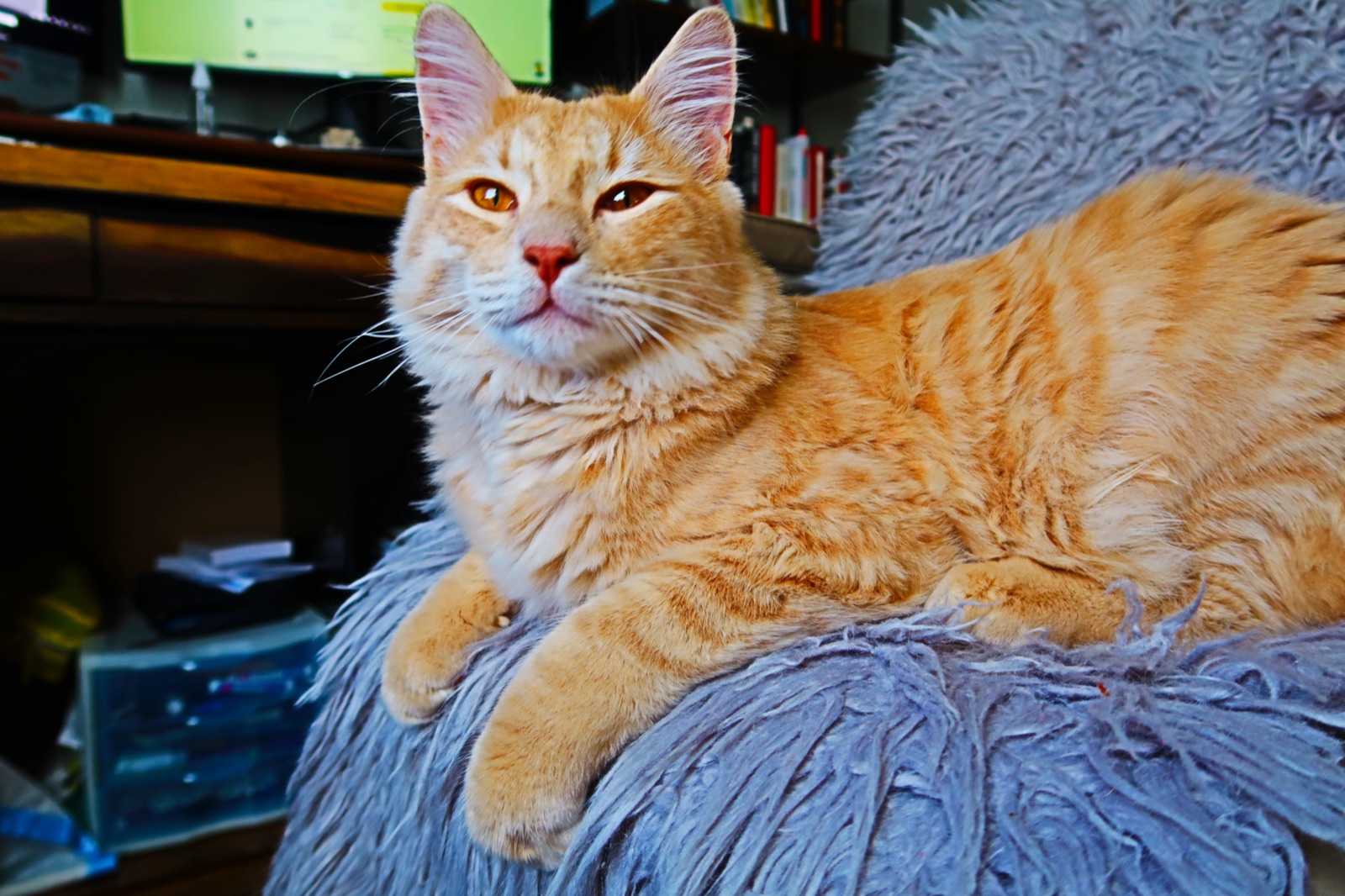 Portrait of Rufus with fuller fur and bright eyes