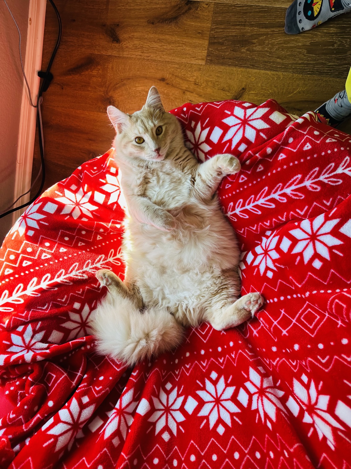 Rufus lounging belly-up on a red holiday blanket