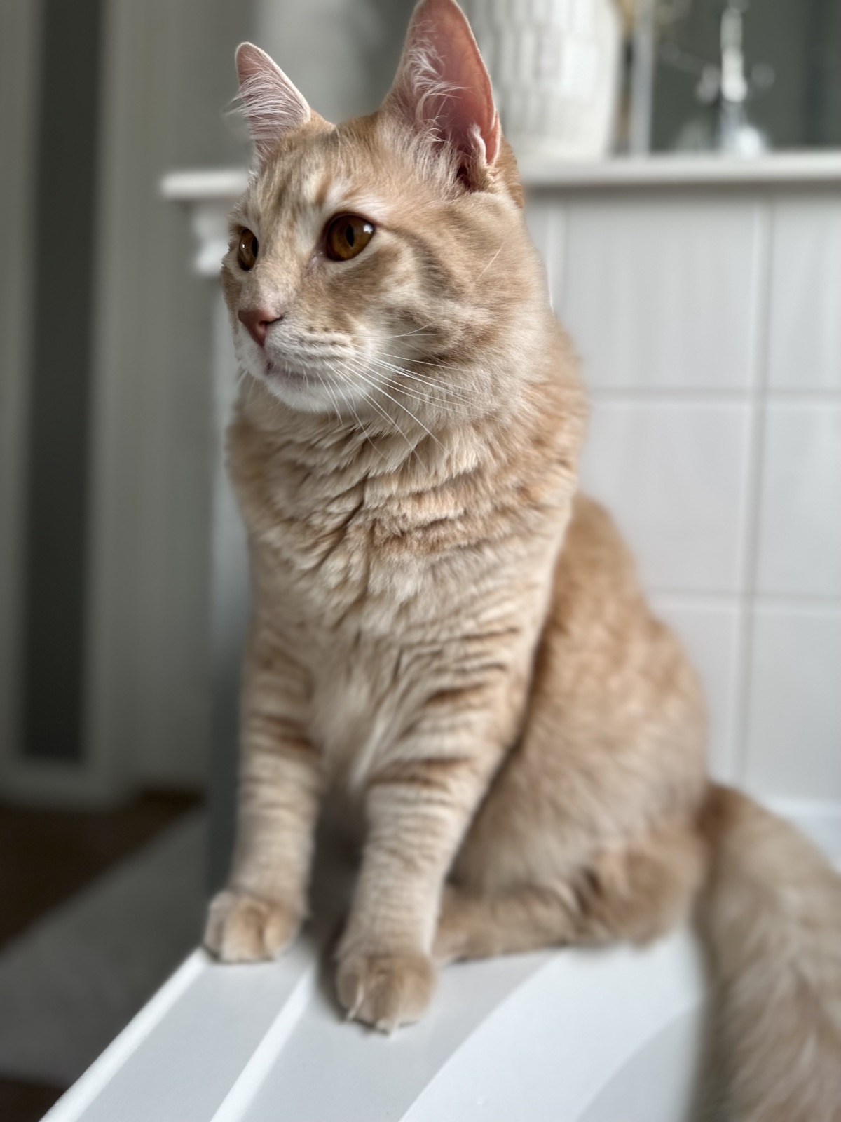 Rufus sitting elegantly, lynx-tipped ears clearly visible