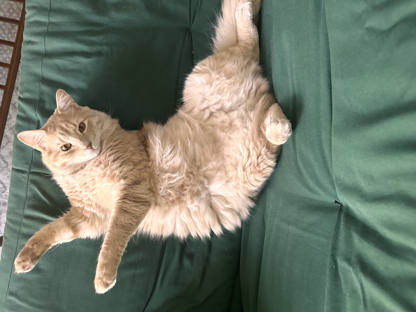 Fluffy Rufus posing on a green couch