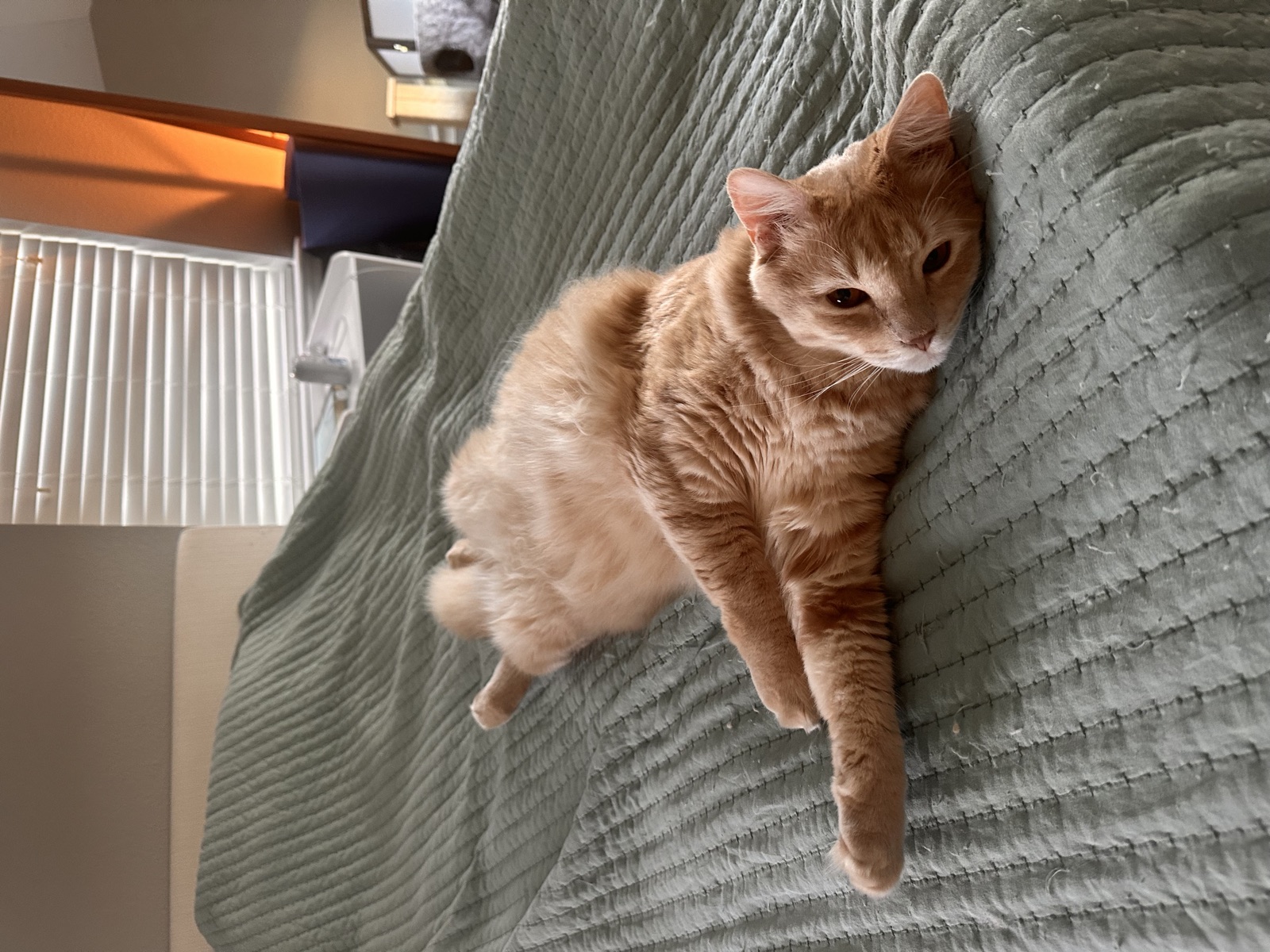 Rufus stretched full-length across a bed