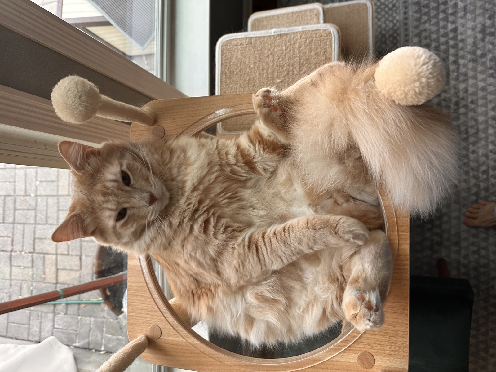 Rufus perched in the bowl of his cat tree, enormous fluffy tail draped over the edge