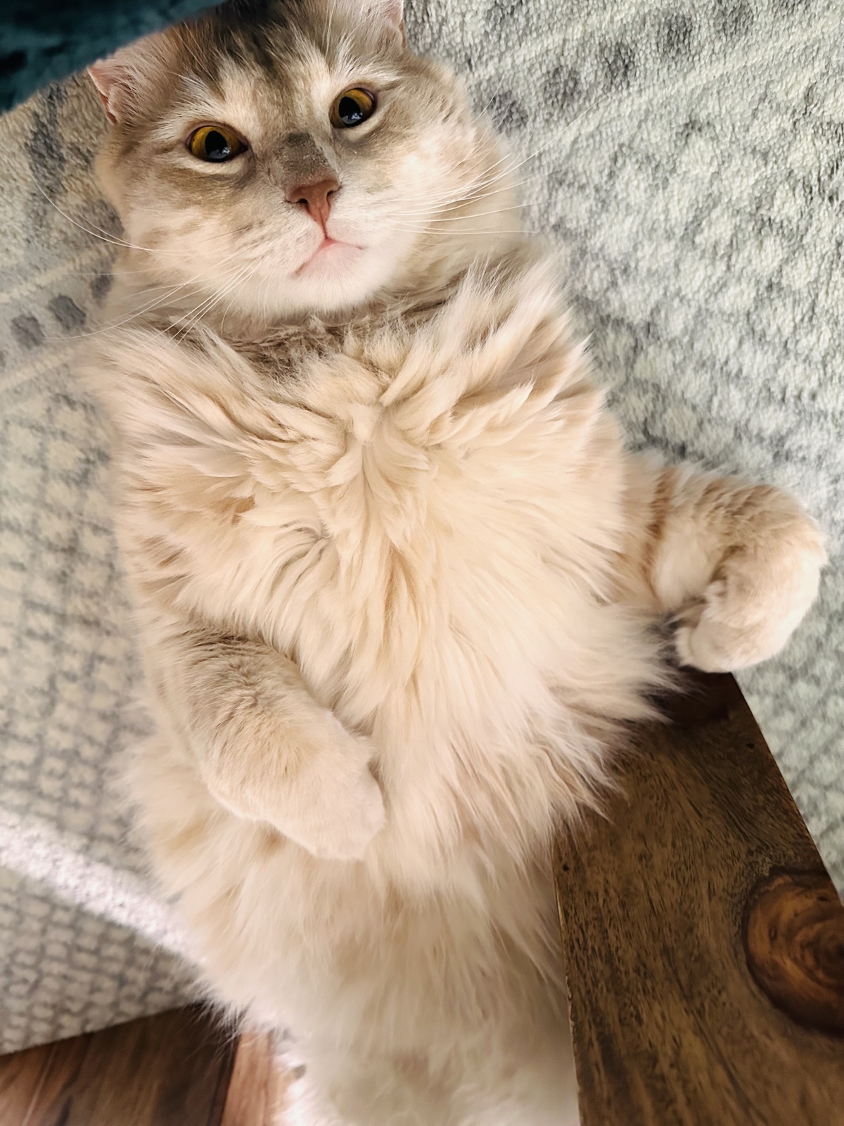 Rufus on his back with a huge fluffy chest