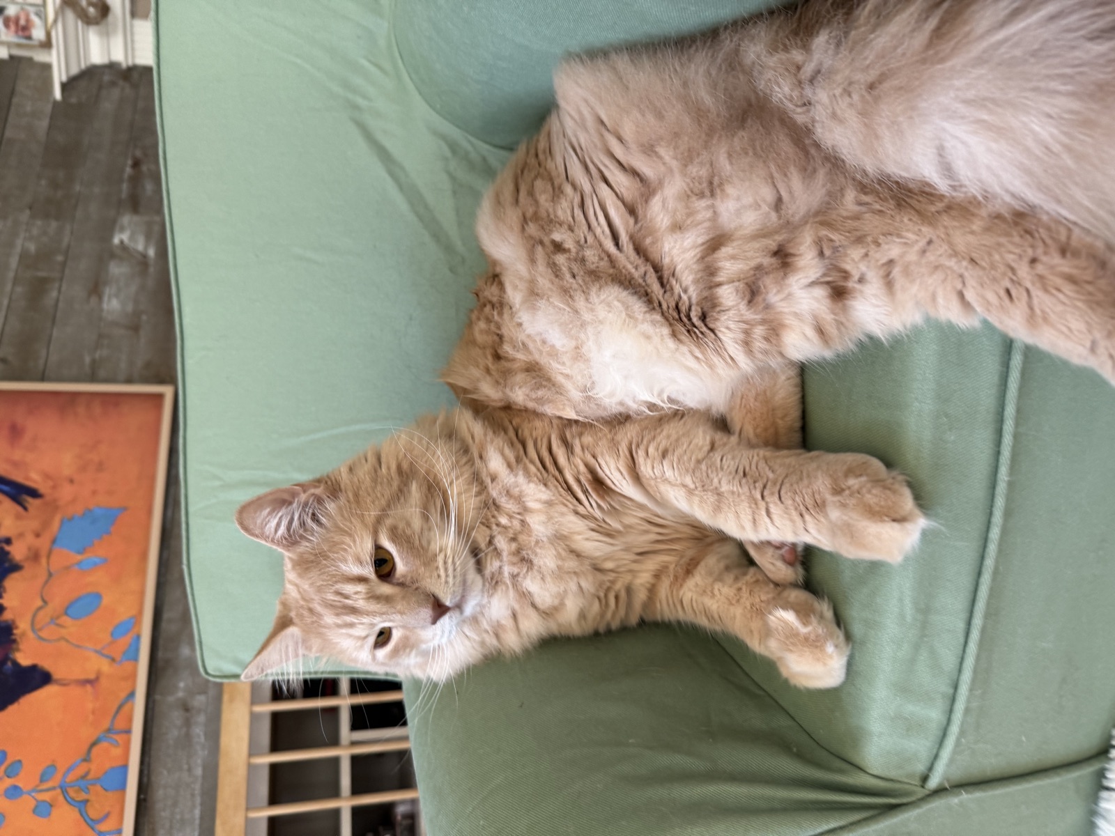 Rufus, a cream tabby cat
