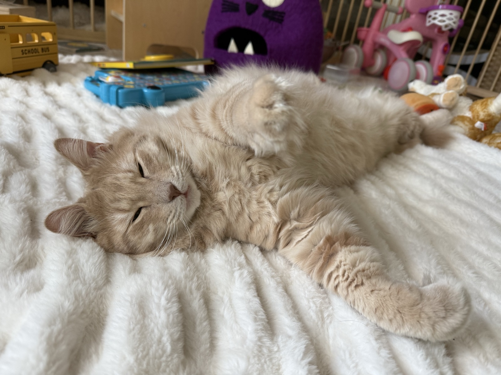 Adult Rufus napping on a fuzzy white blanket surrounded by baby toys