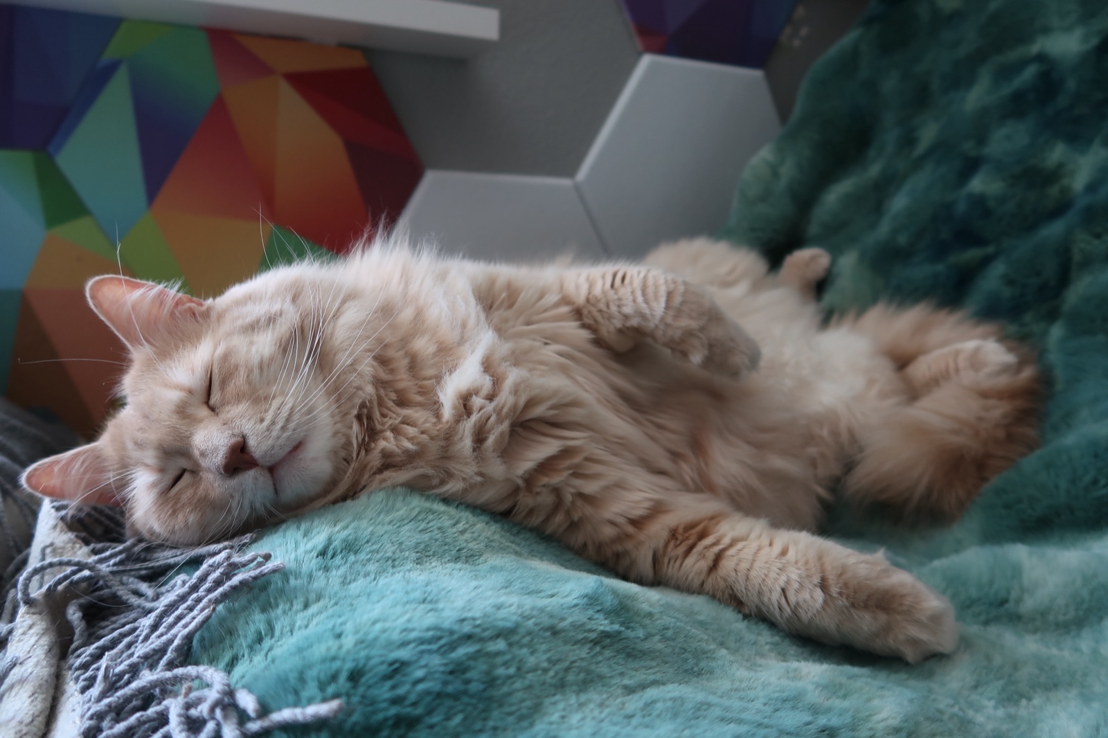 Grown-up Rufus napping peacefully